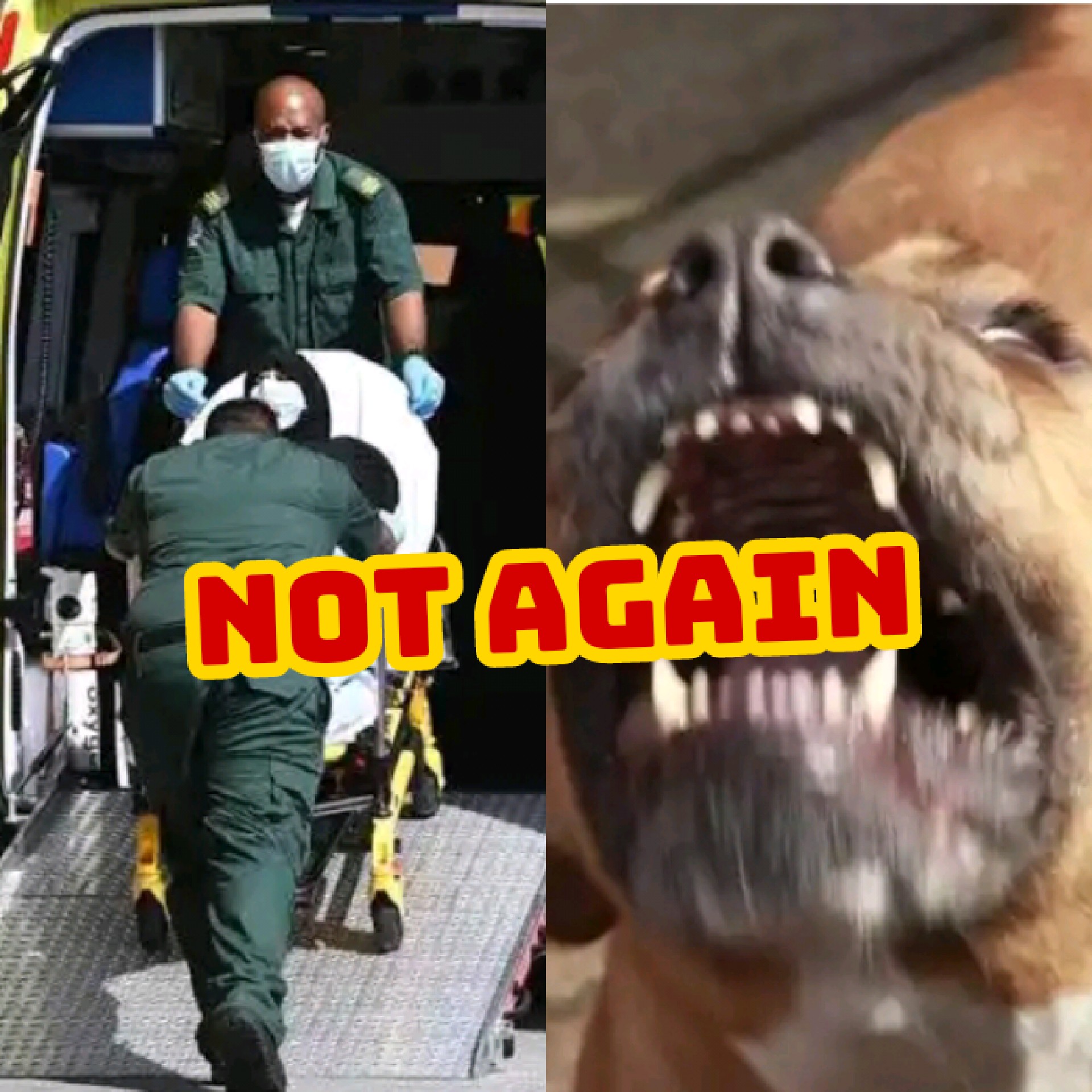 Mzansi Reacts as Pitbull Mauls Family Bread Winner to Death in Mogwase: RIP